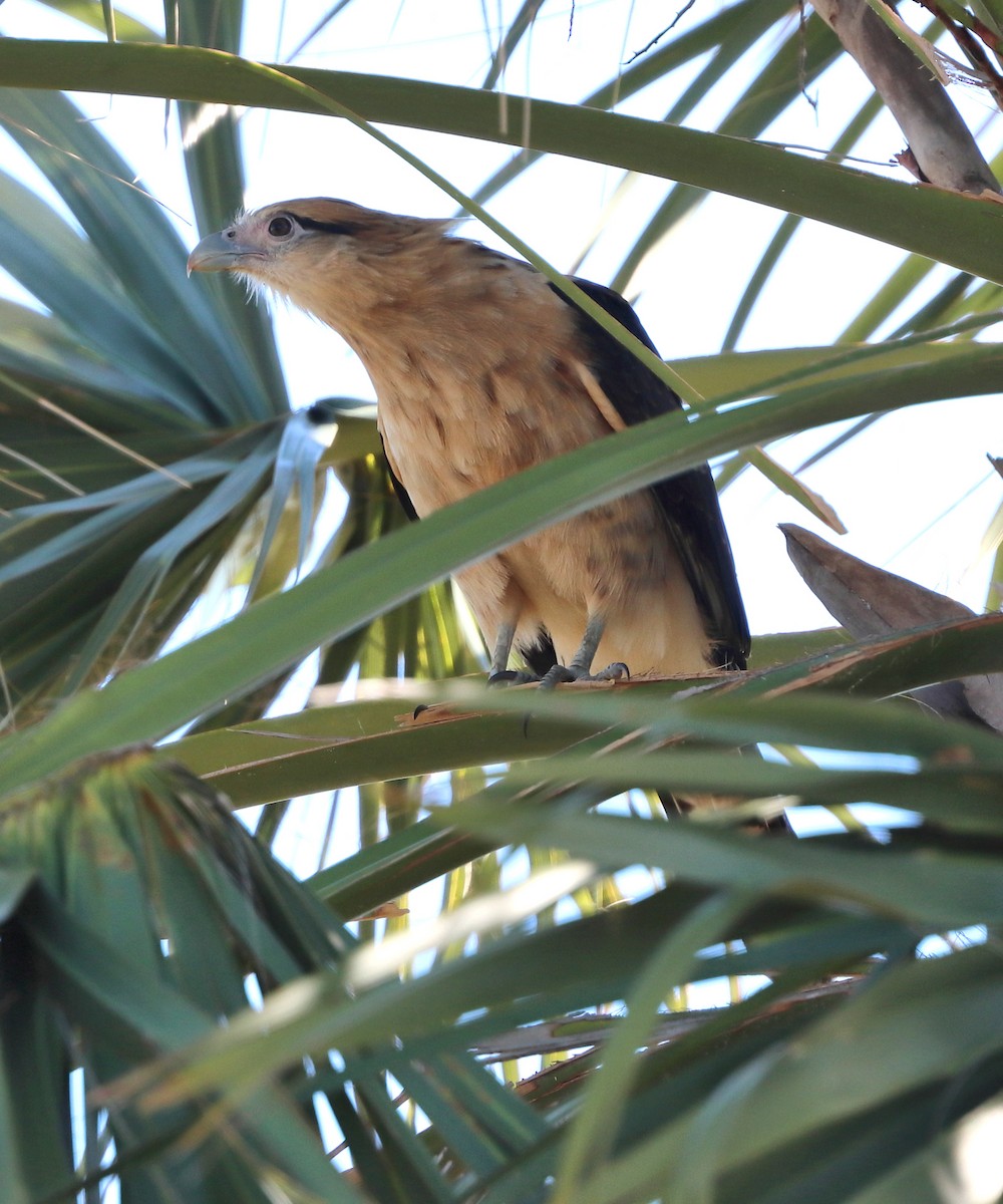 Yellow-headed Caracara - ML644732443
