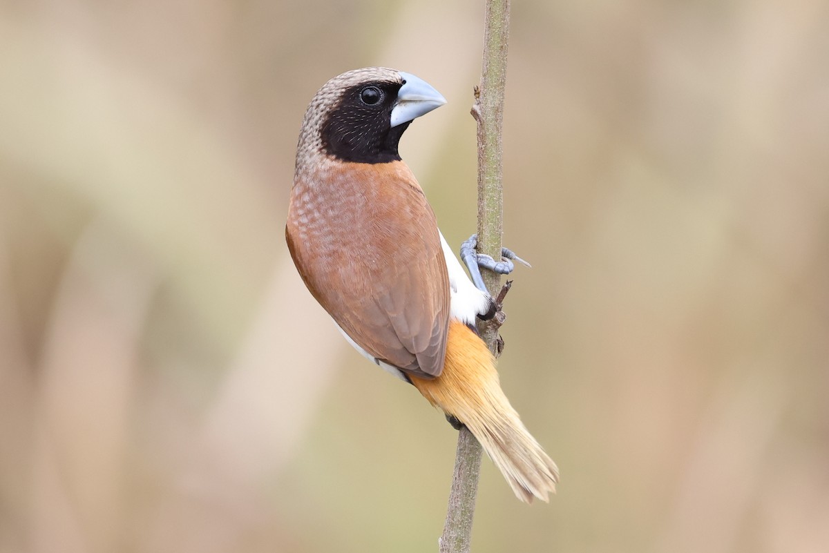 sivnonne - ML644732444