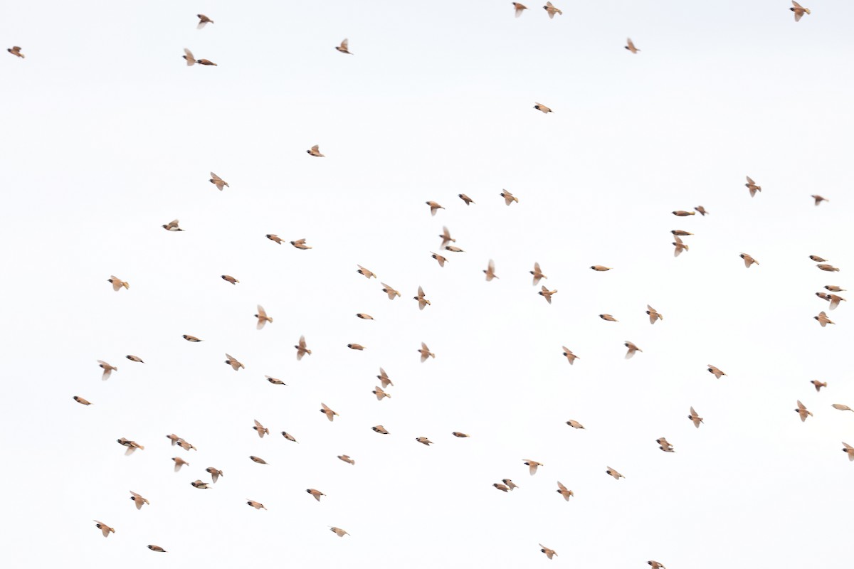 sivnonne - ML644732445