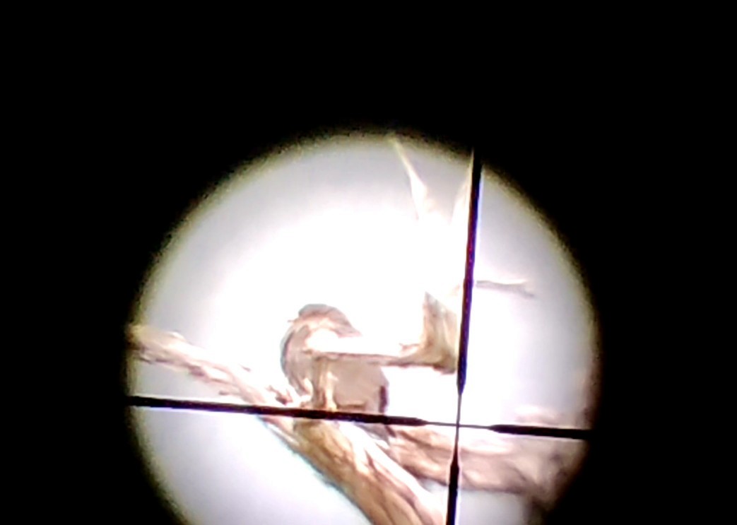 Band-tailed Pigeon - ML644732446