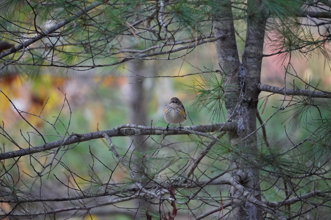 Yellow-rumped Warbler - ML644732453
