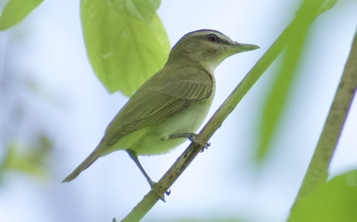 Красноглазый виреон - ML644732462