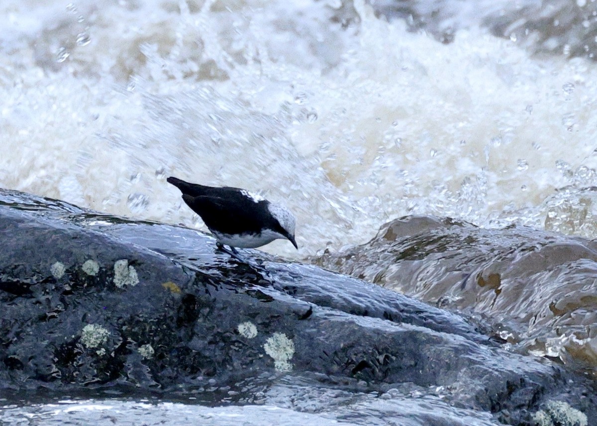 シロガシラカワガラス - ML644732463