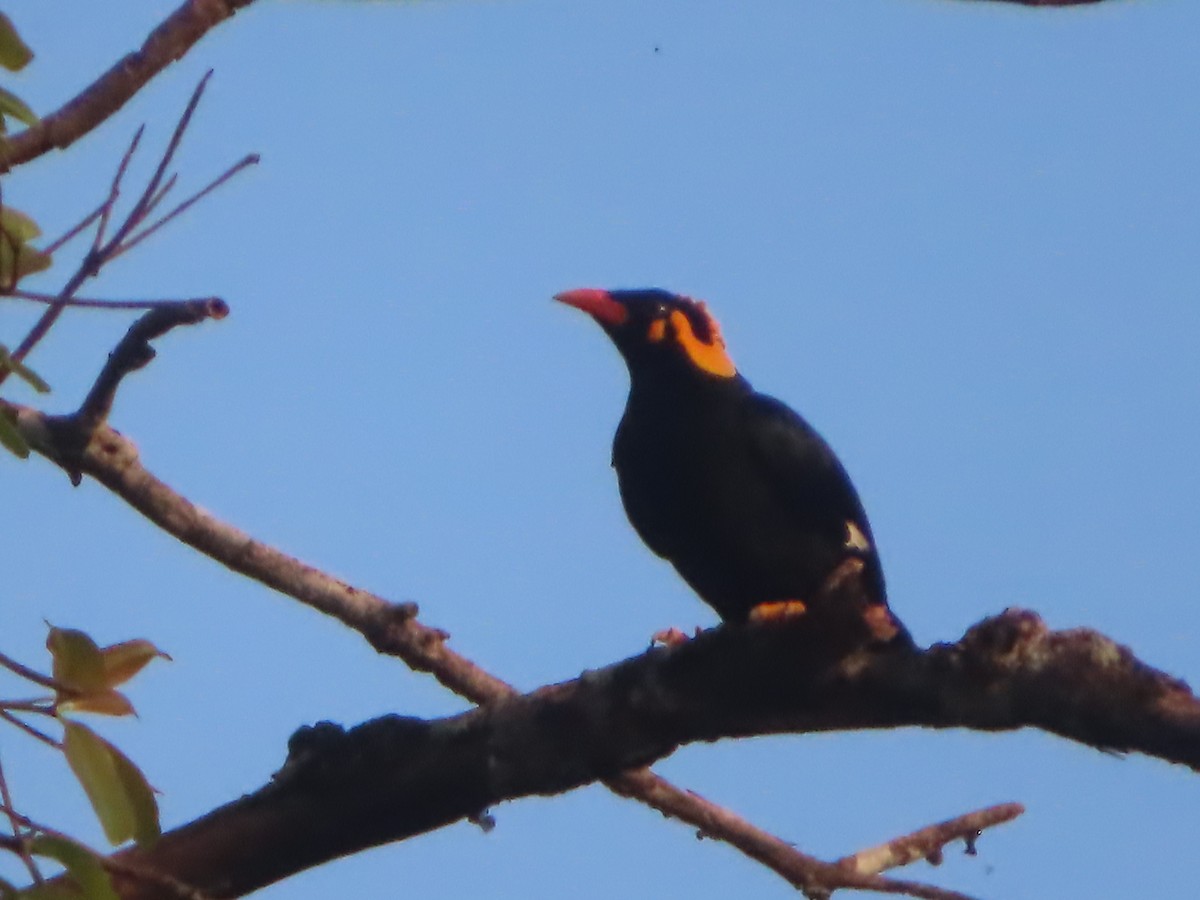 loskuták jižní - ML644732472