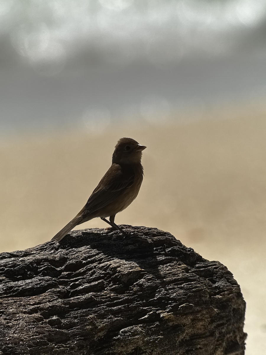 indigospurv - ML644732482