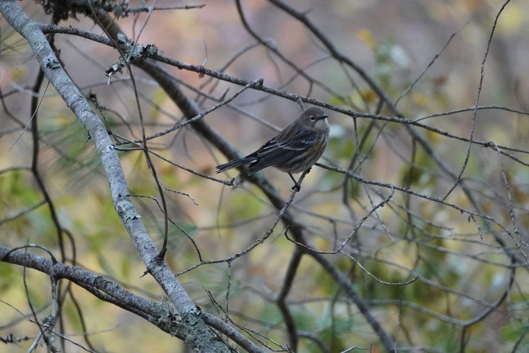 Yellow-rumped Warbler - ML644732485