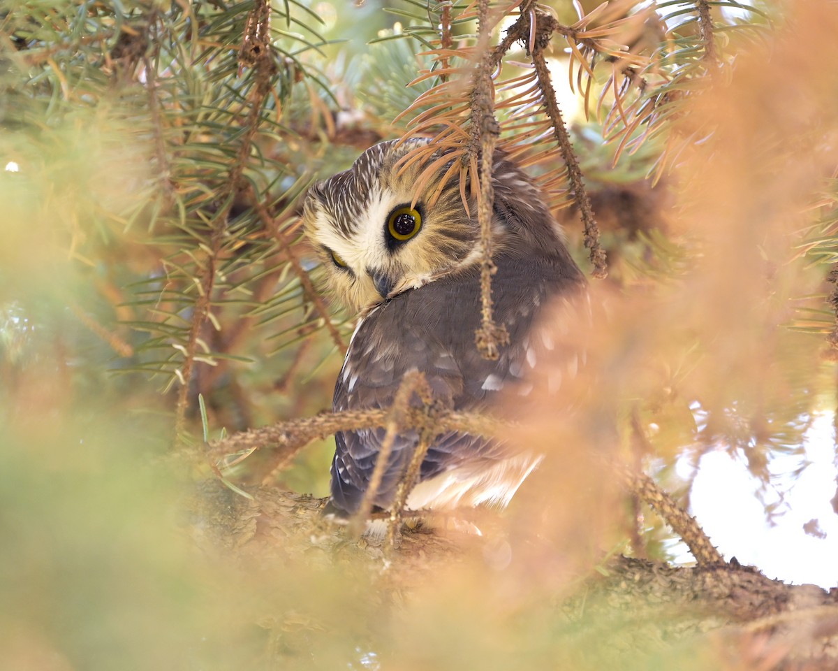 sýc americký - ML644732493