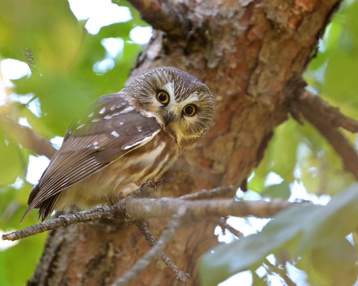 sýc americký - ML644732494