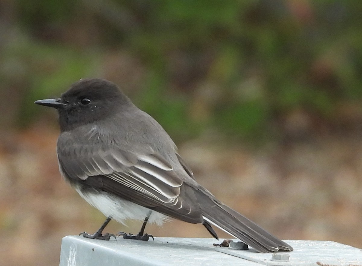 Black Phoebe - ML644732496