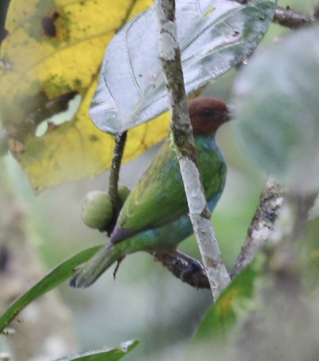 Bay-headed Tanager - ML644732501