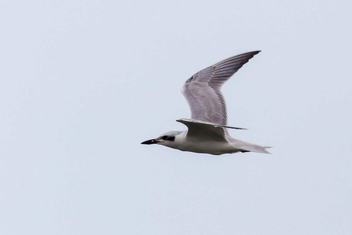 sandterne - ML644732507