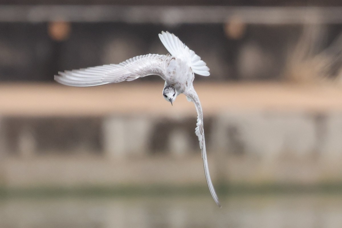 sandterne - ML644732508