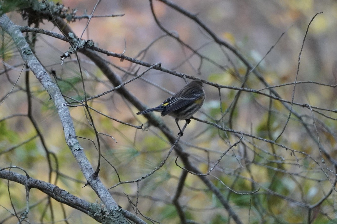 Yellow-rumped Warbler - ML644732511