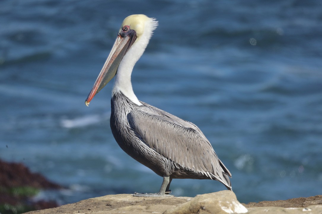 Brown Pelican (California) - ML644732513