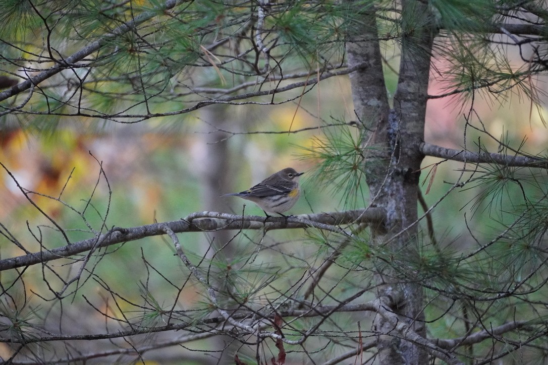 Yellow-rumped Warbler - ML644732521
