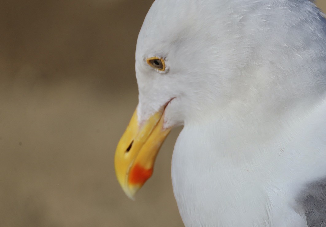 Мартин західний - ML644732524