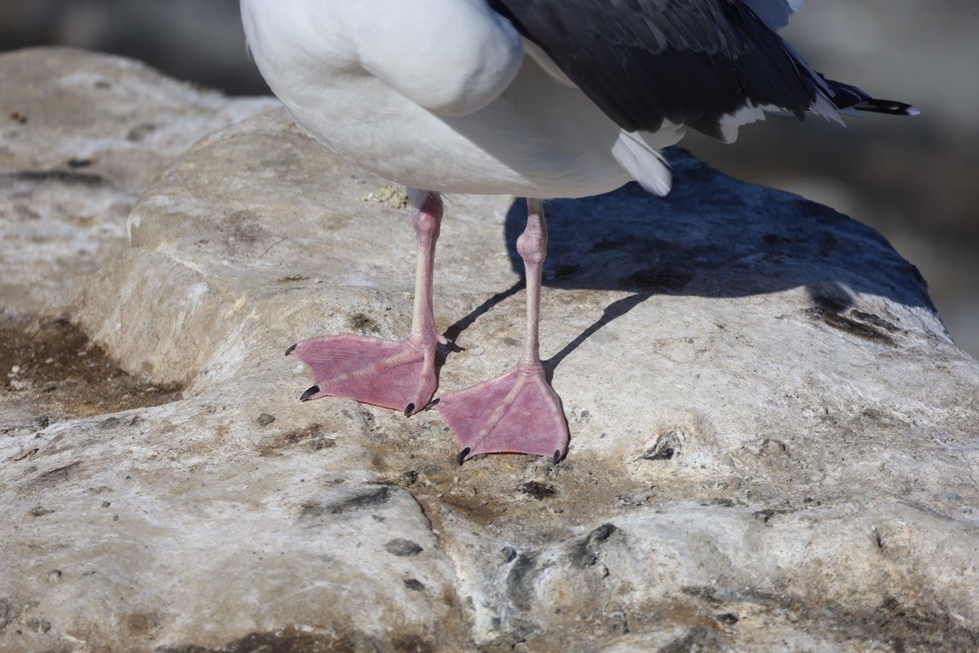 Мартин західний - ML644732526