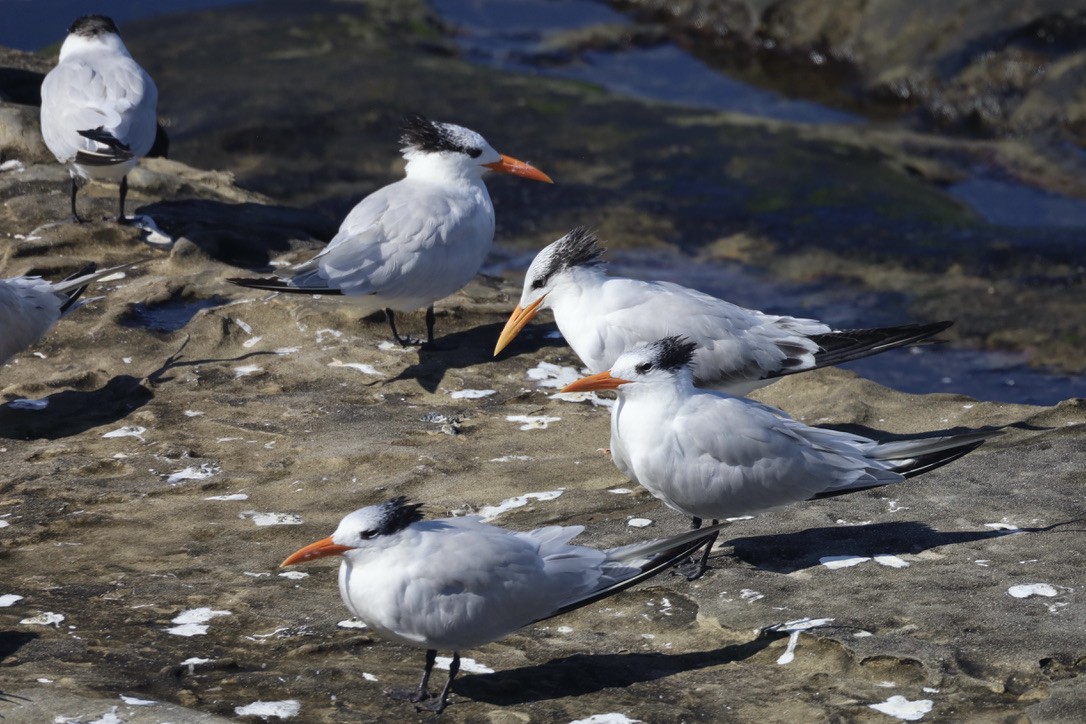 Royal Tern - ML644732529