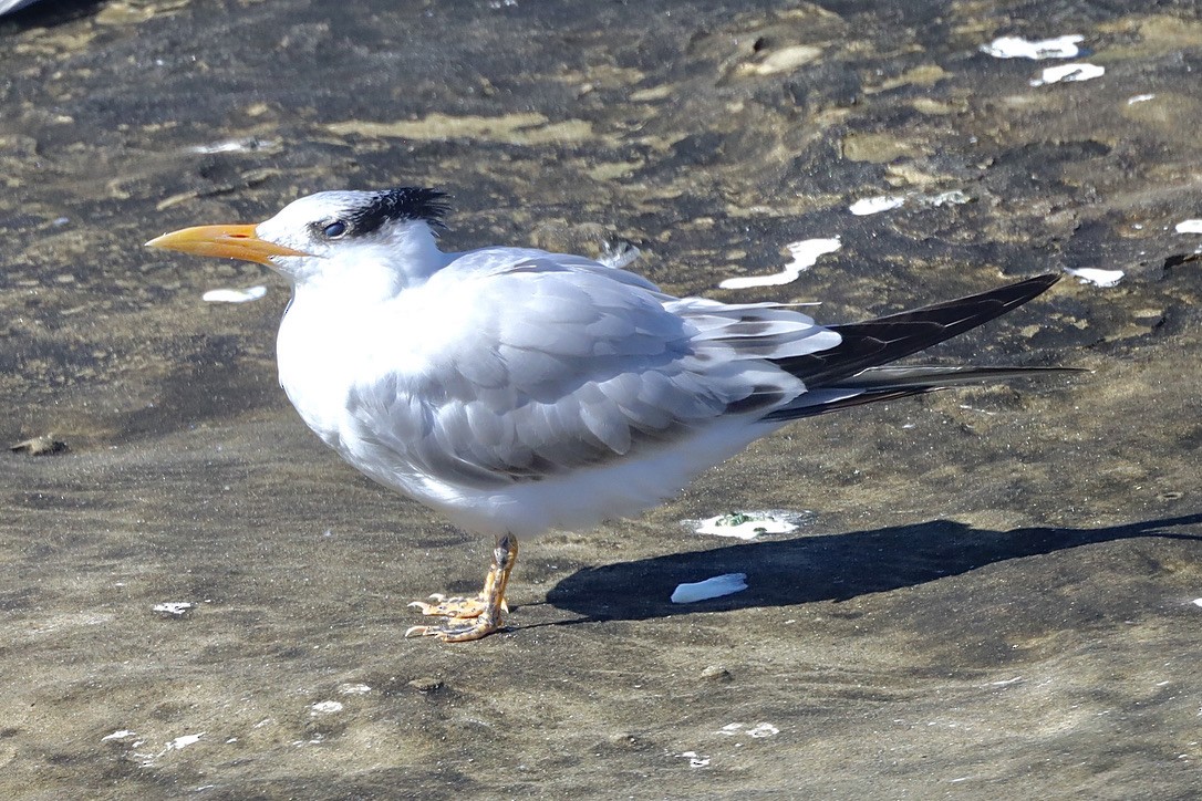 Royal Tern - ML644732530