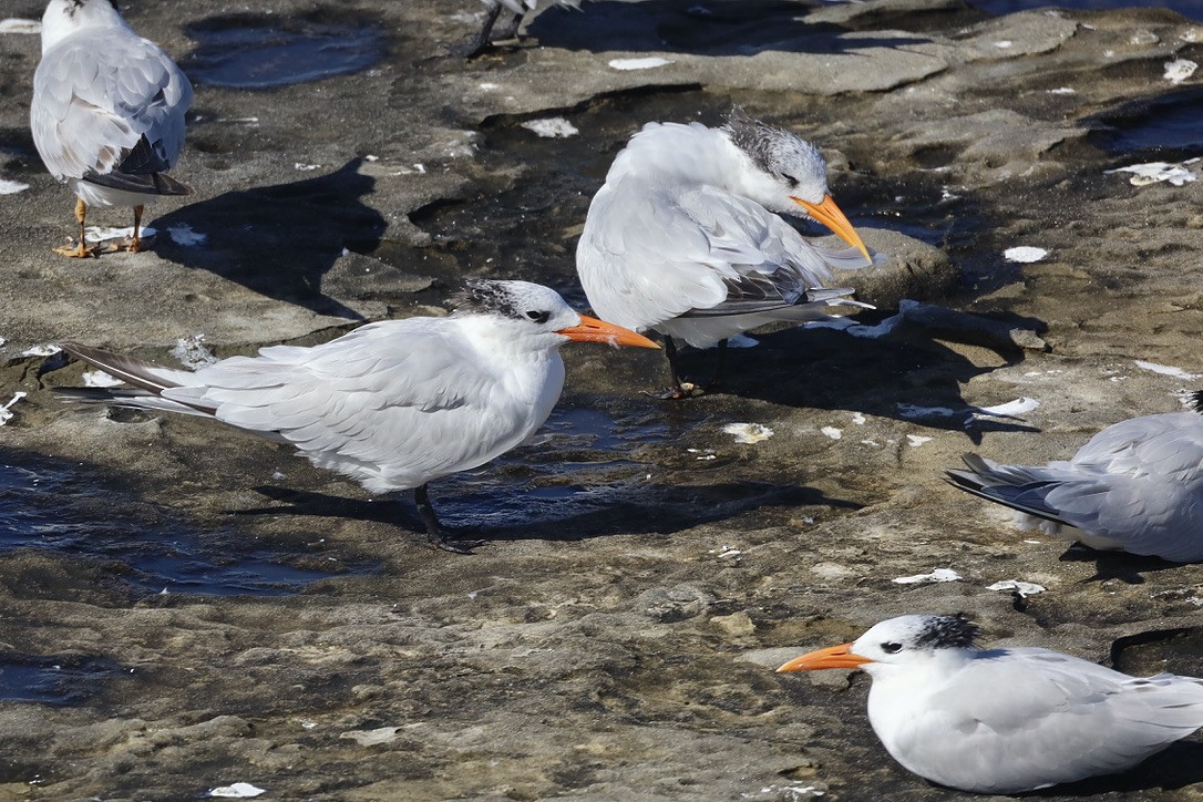 Royal Tern - ML644732531