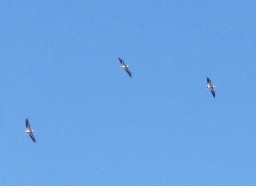 American White Pelican - ML644732535