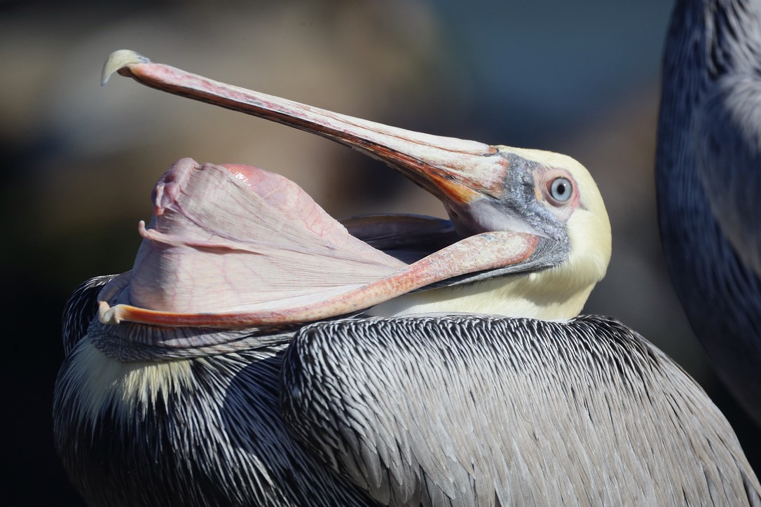 Brown Pelican (California) - ML644732544