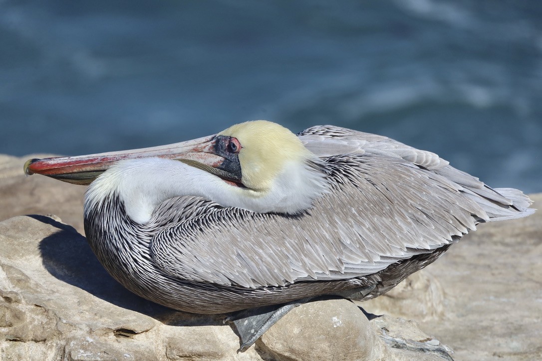 Brown Pelican (California) - ML644732545