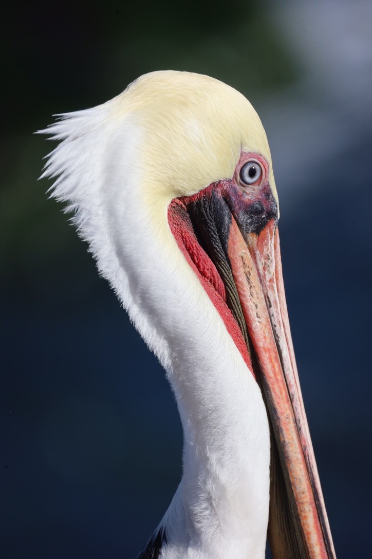 Brown Pelican (California) - ML644732546