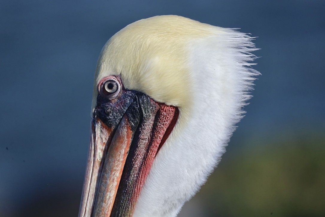 Brown Pelican (California) - ML644732547
