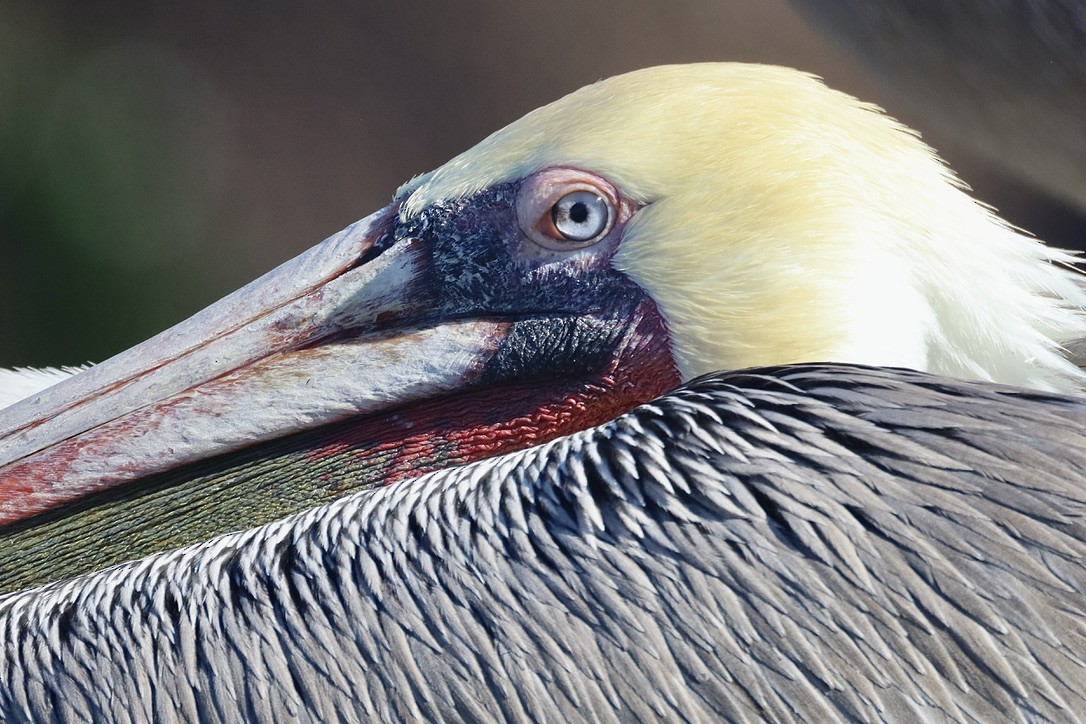 Brown Pelican (California) - ML644732548