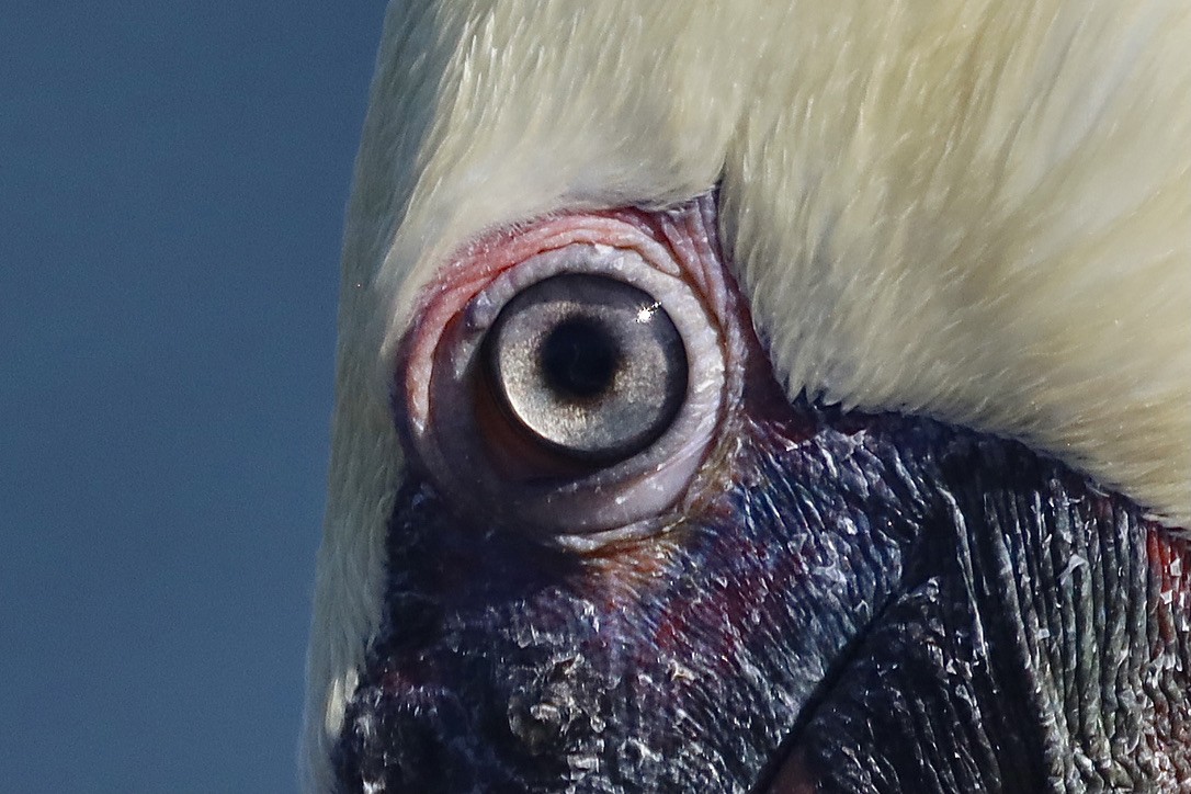 Brown Pelican (California) - ML644732549