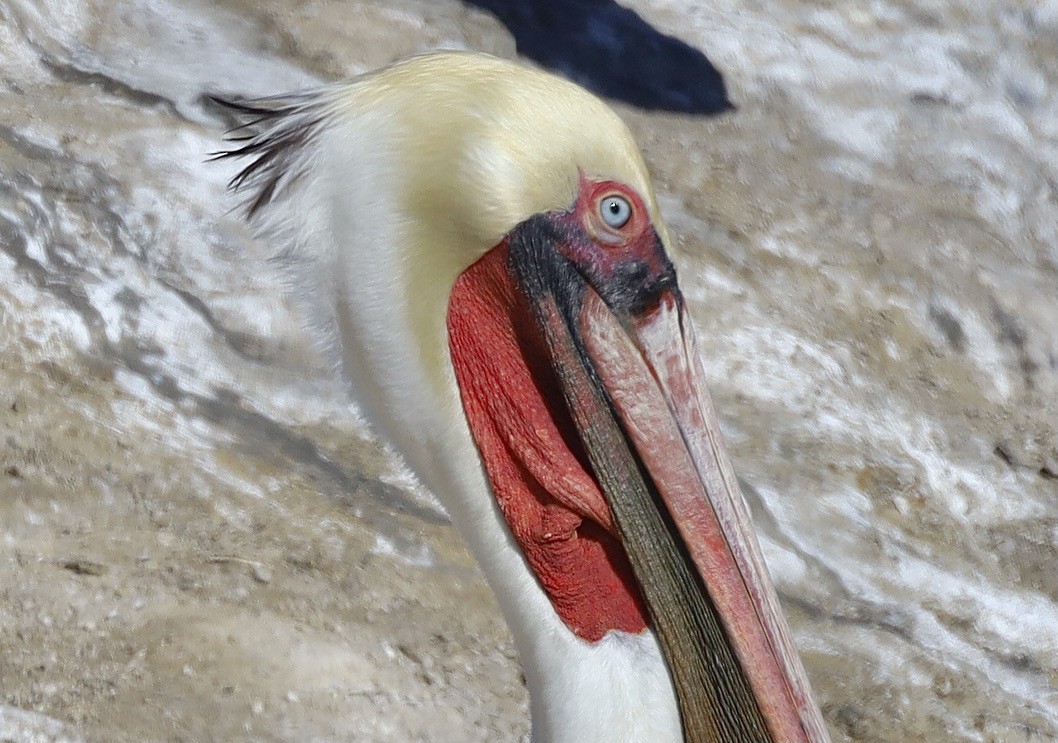 Brown Pelican (California) - ML644732553