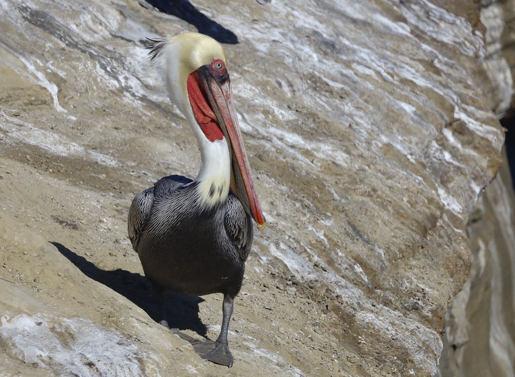 Brown Pelican (California) - ML644732554