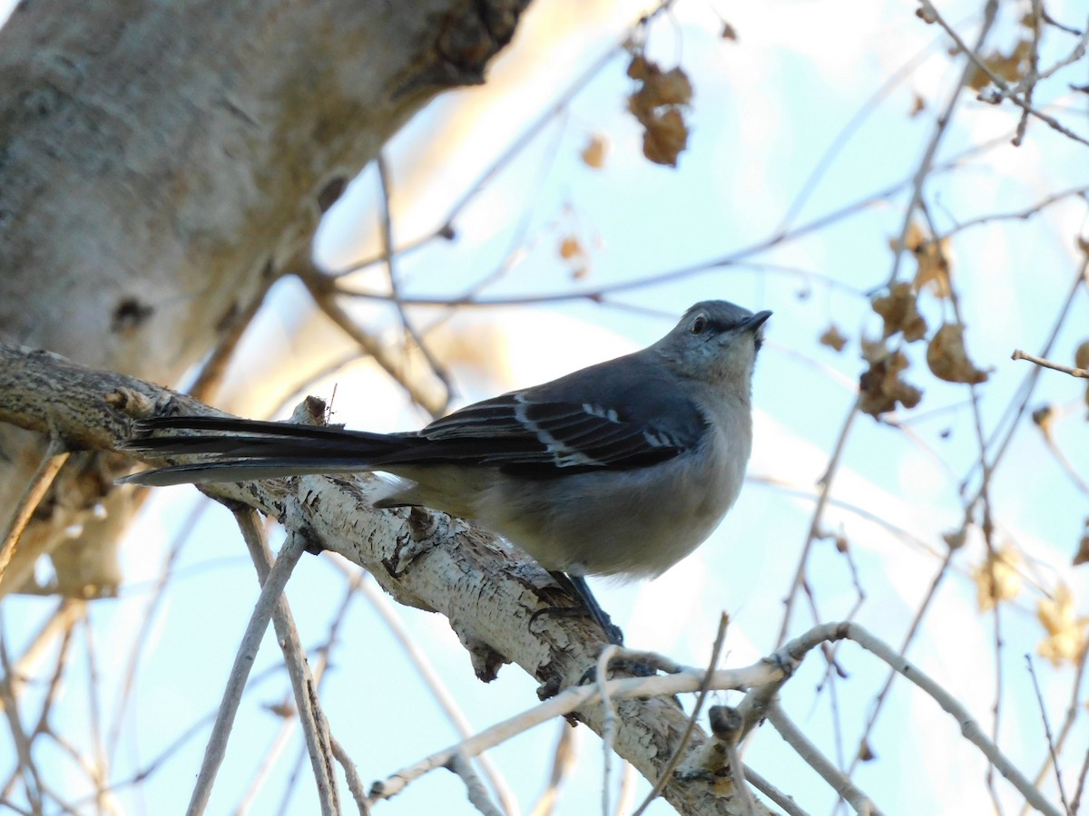 Kuzeyli Taklitçi - ML644732555