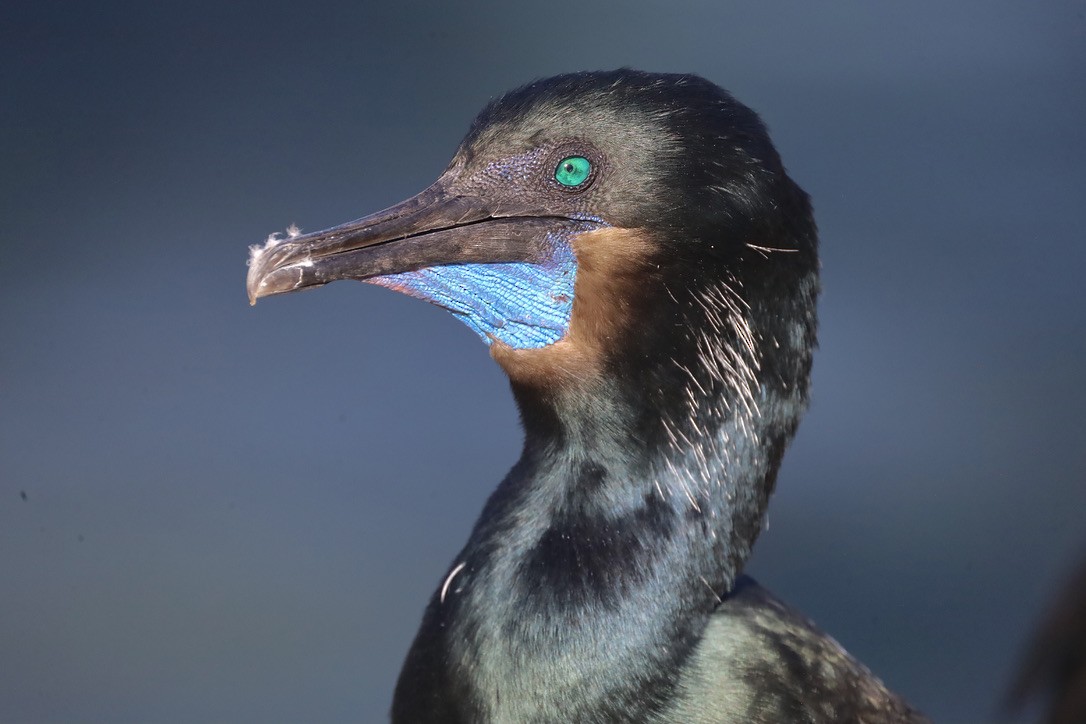 Brandt's Cormorant - ML644732567