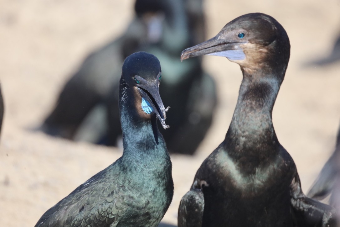 Brandt's Cormorant - ML644732568