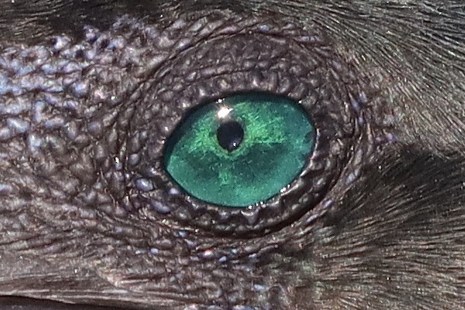 Brandt's Cormorant - ML644732569