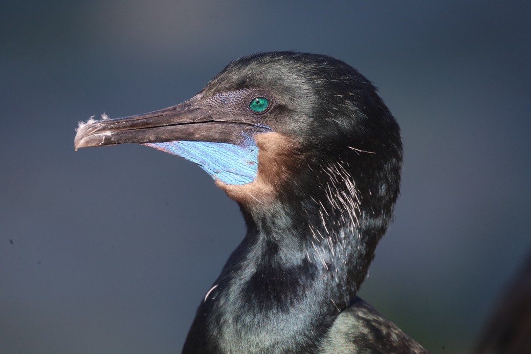 Brandt's Cormorant - ML644732570
