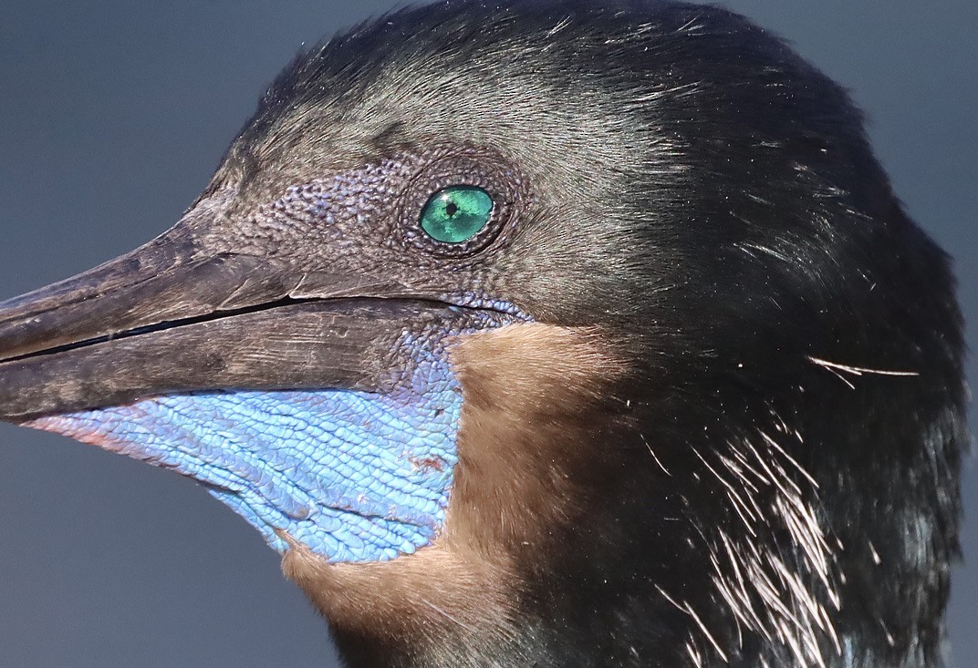 Brandt's Cormorant - ML644732571