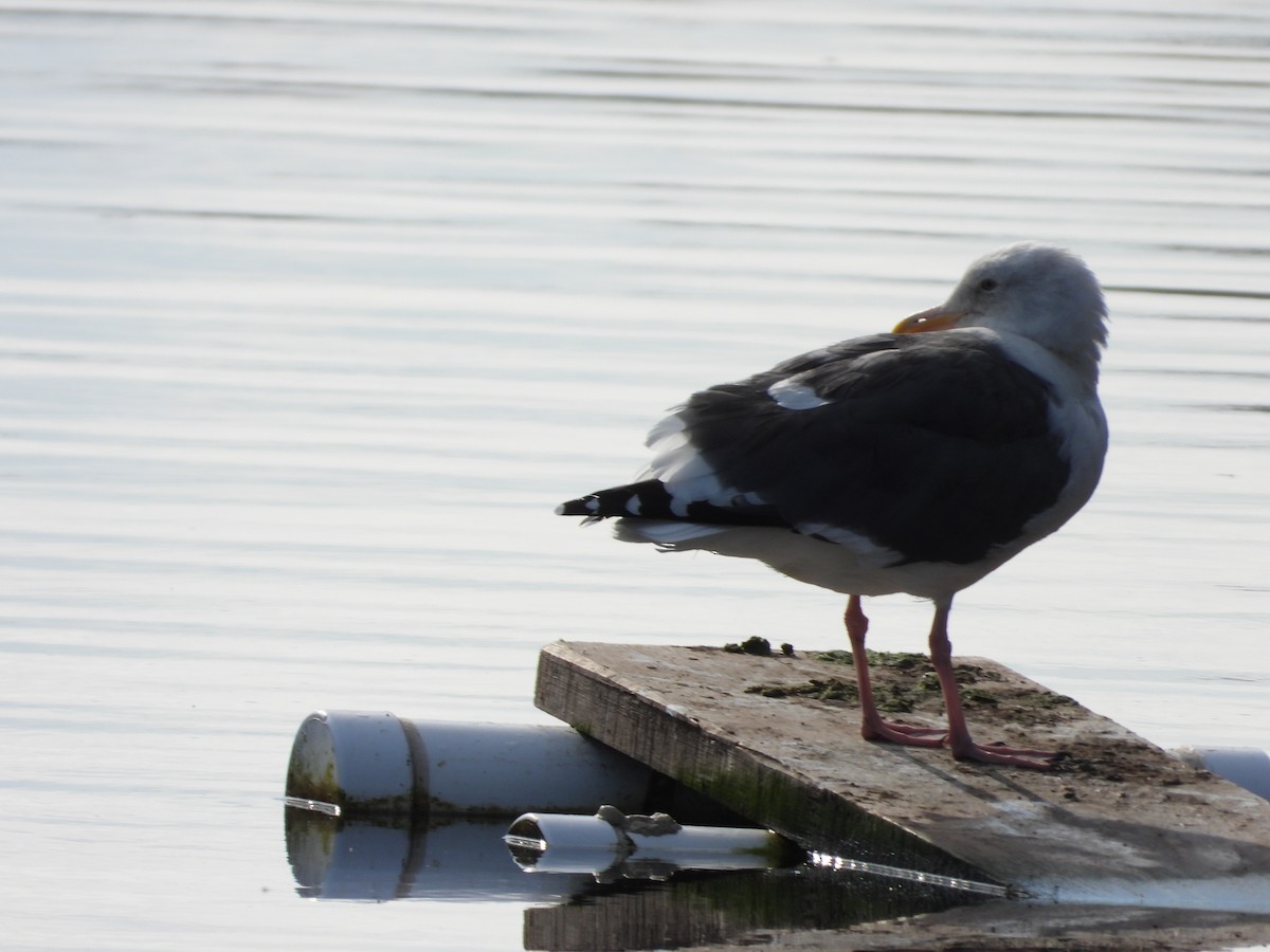 Мартин західний - ML644732572