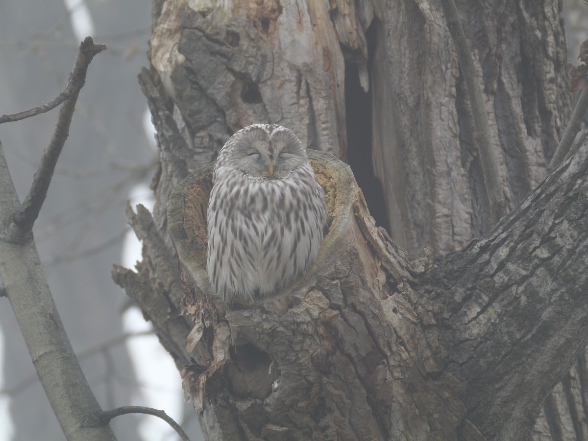 Allocco degli Urali - ML644732573