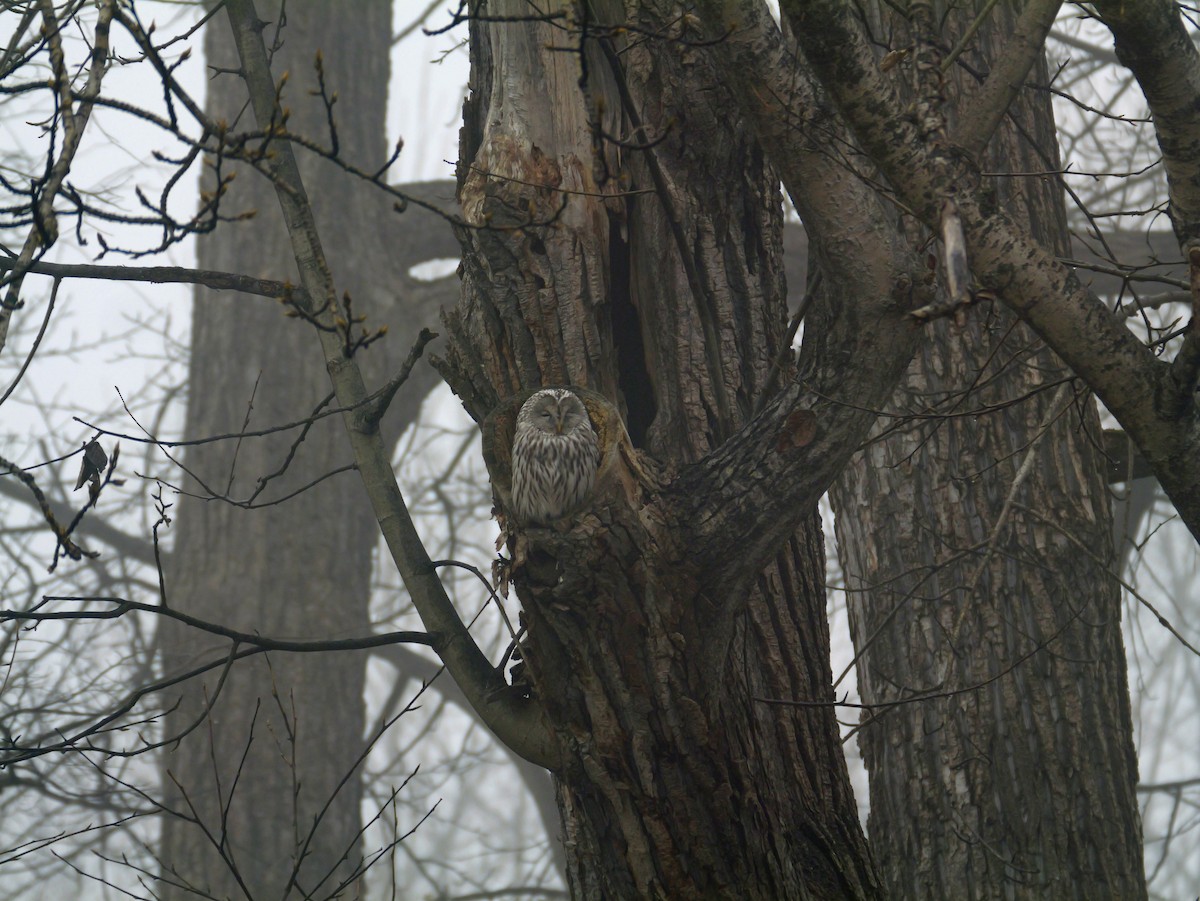 Allocco degli Urali - ML644732574