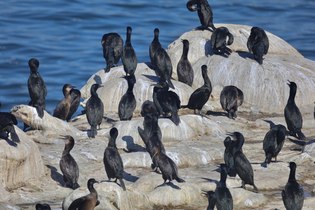 Brandt's Cormorant - ML644732578