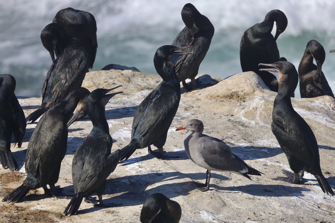 Brandt's Cormorant - ML644732579