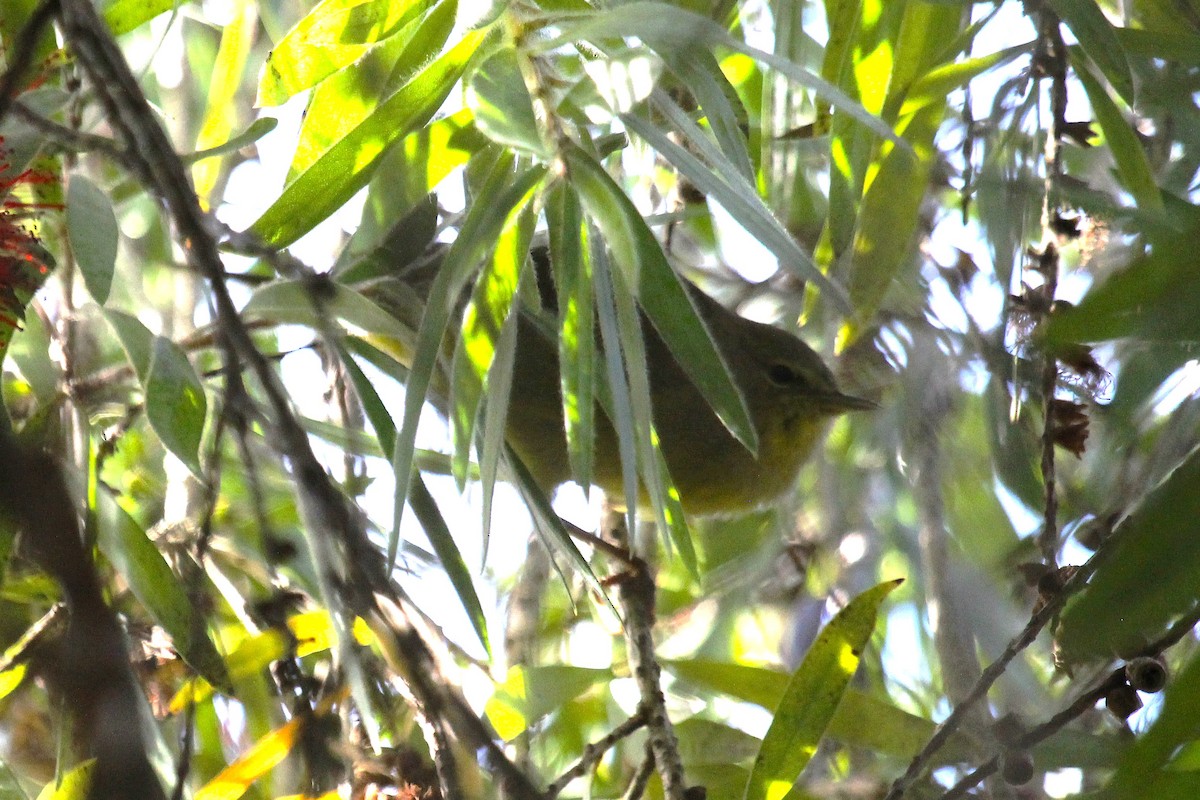 Orange-crowned Warbler - ML644732580