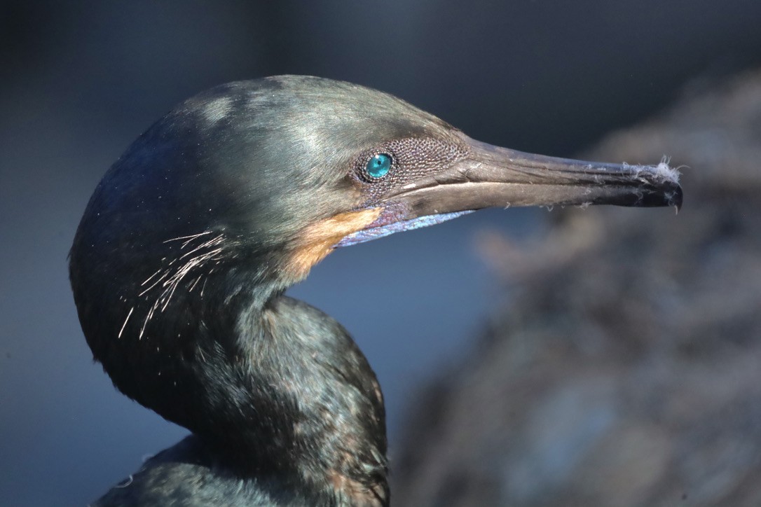 Brandt's Cormorant - ML644732598