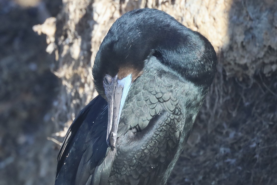 Brandt's Cormorant - ML644732611