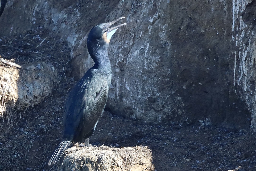 Brandt's Cormorant - ML644732612