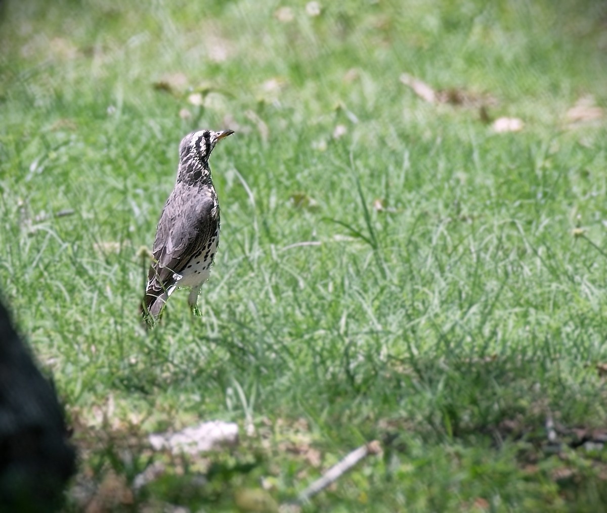 Groundscraper Thrush - ML644732623