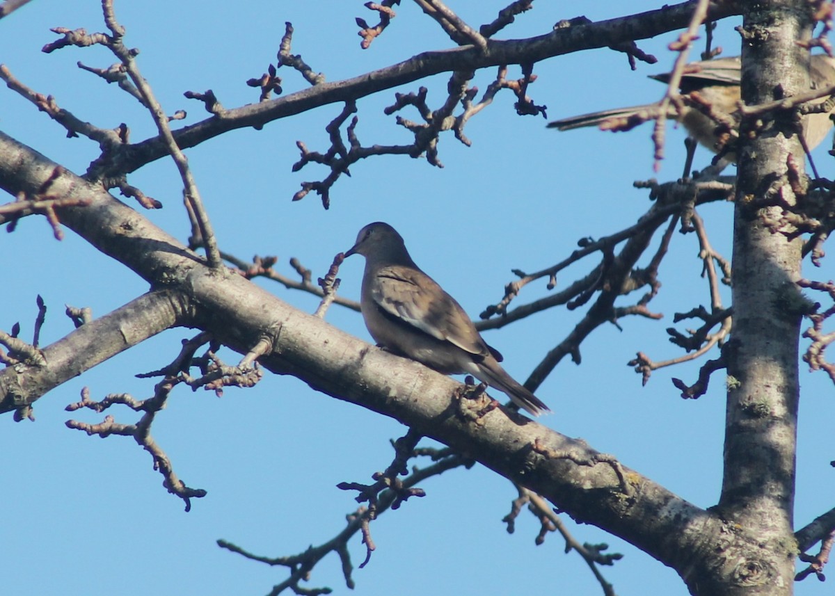 Picui Ground Dove - ML644732637